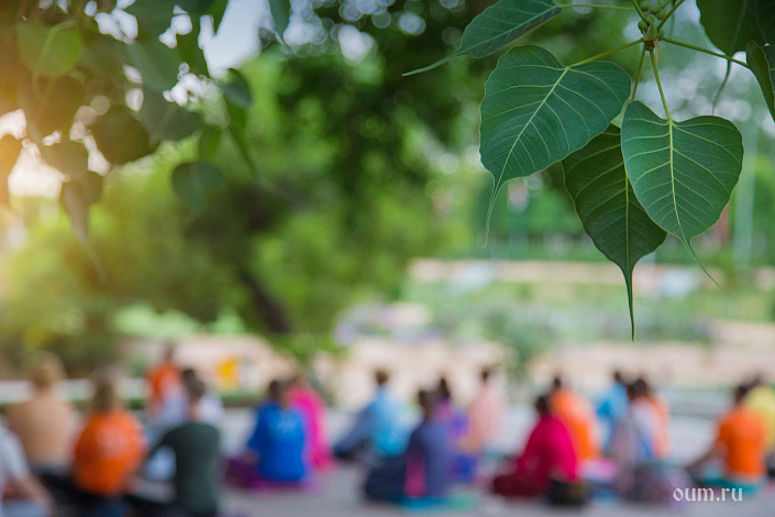 листья дерева бодхи фото