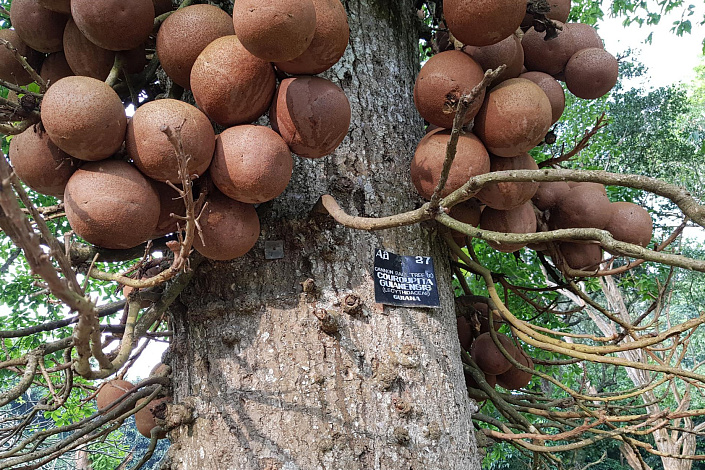 Бразильский орех фото