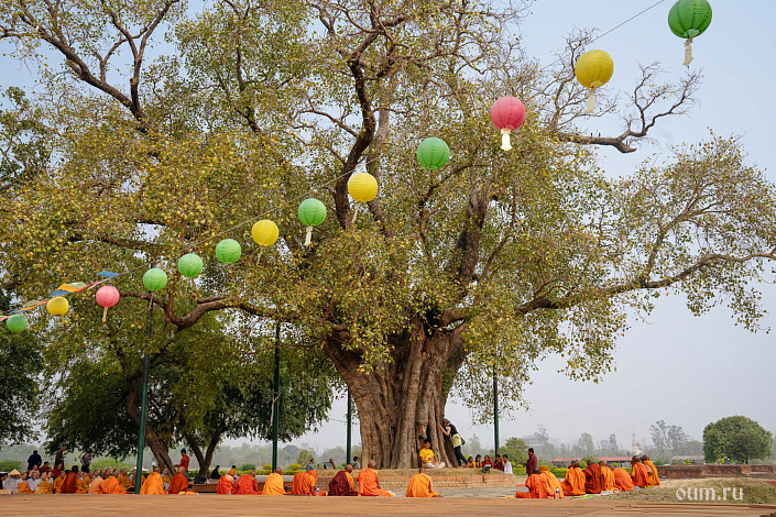 Джатака о дереве Ним
