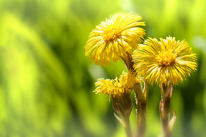 соцветия мать-и-мачехи фото