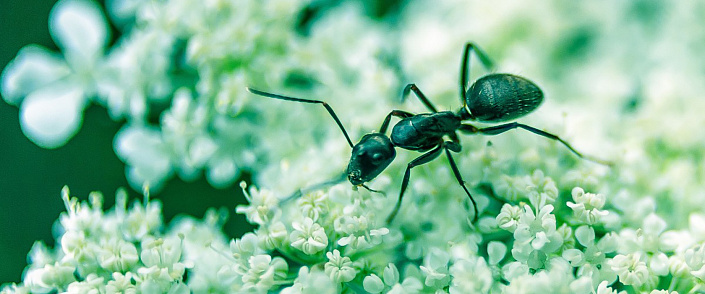 Притча о муравье