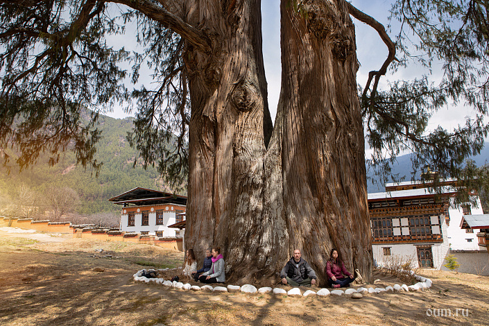 йоги медитируют под деревом фото