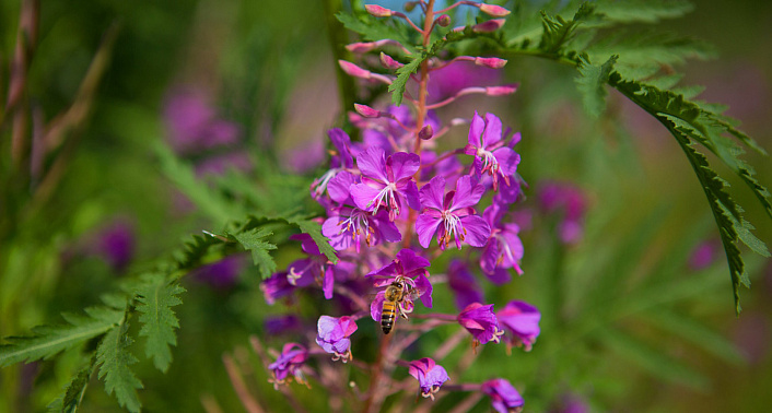Как ферментировать иван-чай в домашних условиях: полное руководство от сбора до сушки