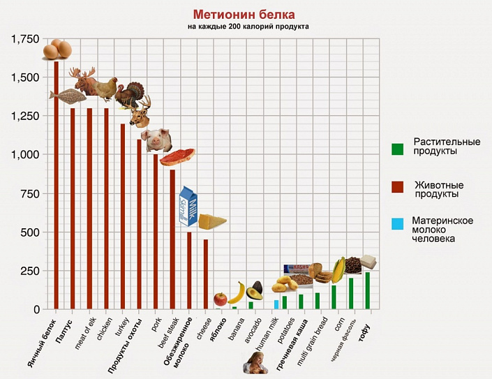 метионин белка в продуктах