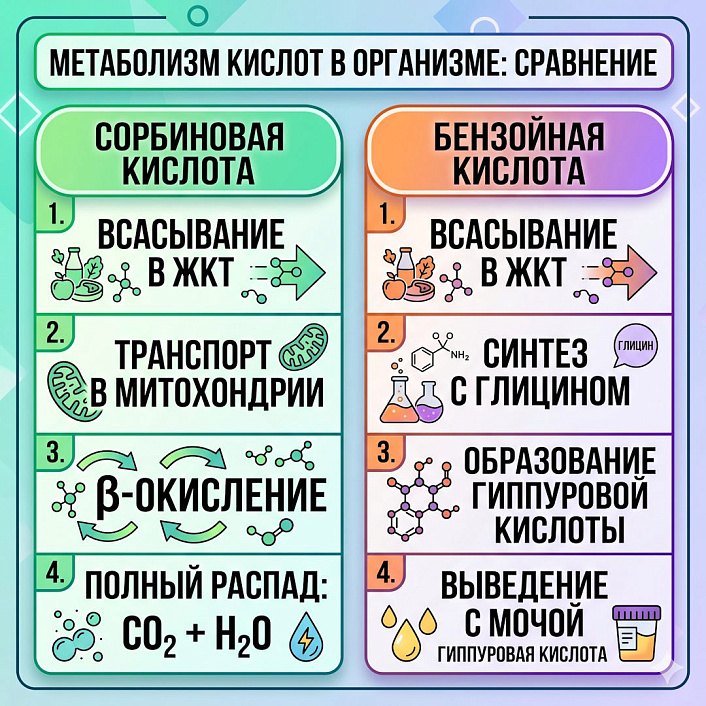 Инфографика путей метаболизма сорбиновой и бензойной кислот.