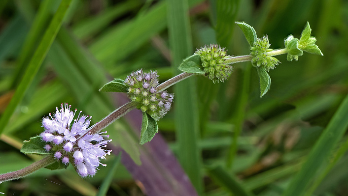 Mentha pulegium фото
