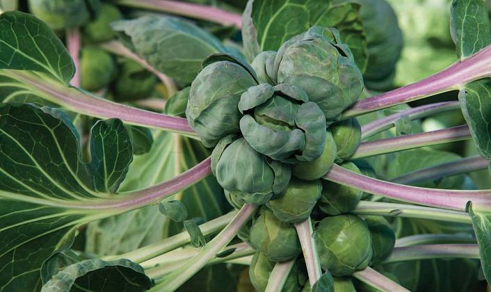 брюссельская капуста растет фото