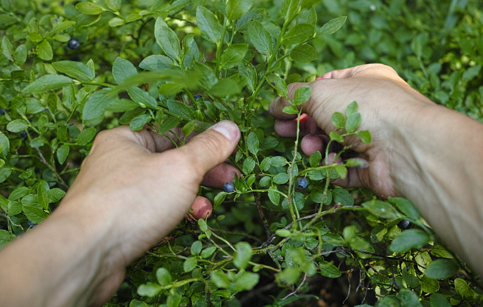 Сбор черники фото