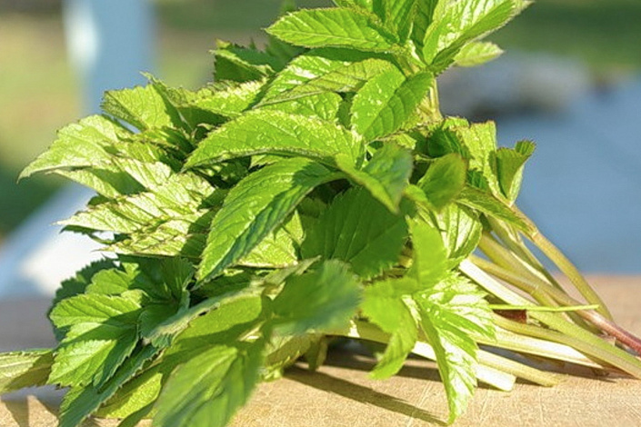 листья сныть фото