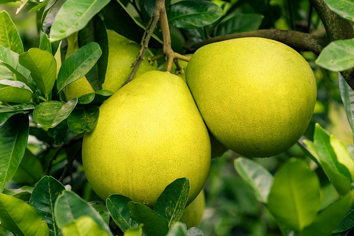 Помело фото