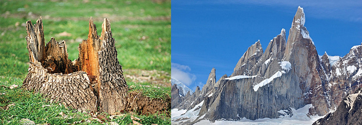 На земле лесов нет (продолжение)