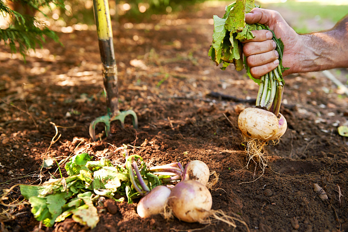 как растёт репа фото