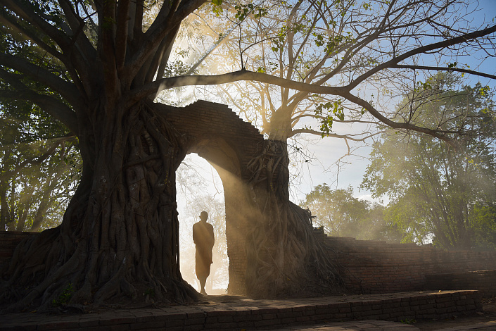 монах у дерева бодхи фото