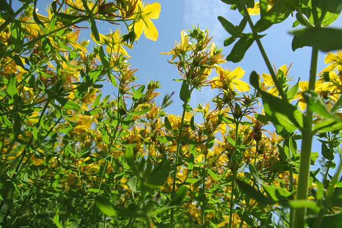 растение зверобой фото