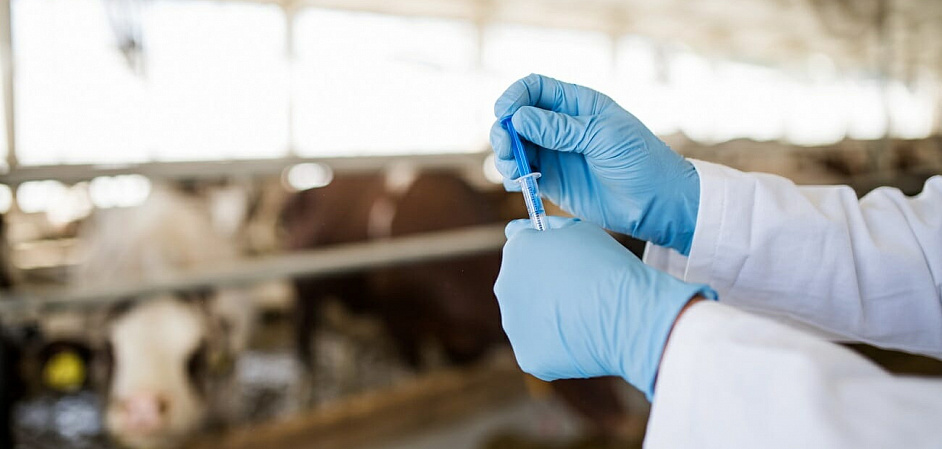 Роль животноводства в возникновении устойчивости к антибиотикам