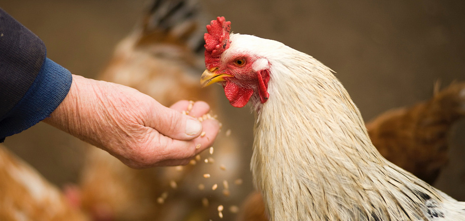 В Колорадо запретили содержание куриц-несушек в клетках