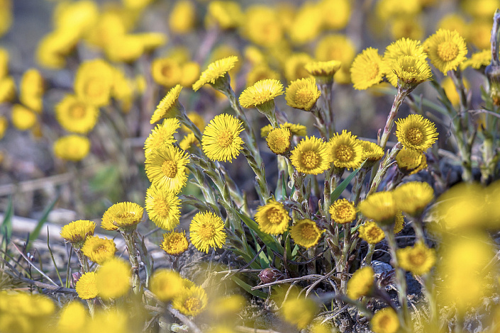 соцветия мать-и-мачехи фото