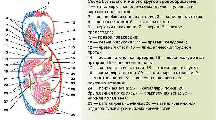 кровеносная система