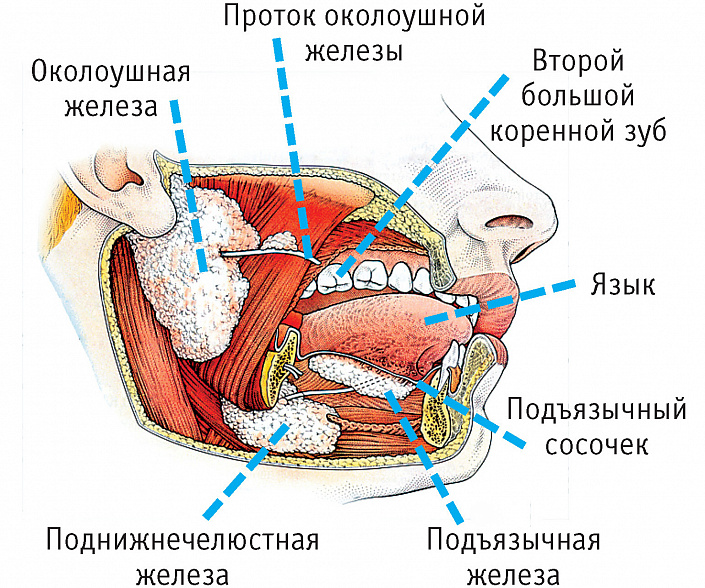 Особенности строения желудочно кишечного тракта