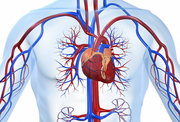 сердечно-сосудистая система