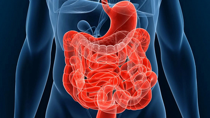 Особенности строения желудочно кишечного тракта