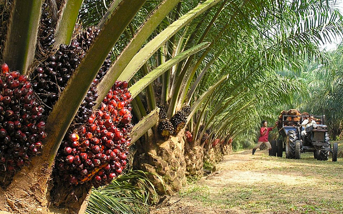 производство, пальмового масла, сбор, выращивание