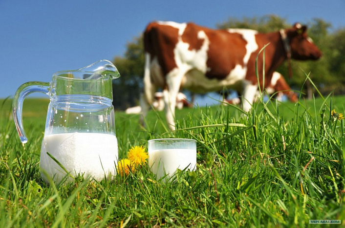 Молоко вред или польза сведения и факты о молоке