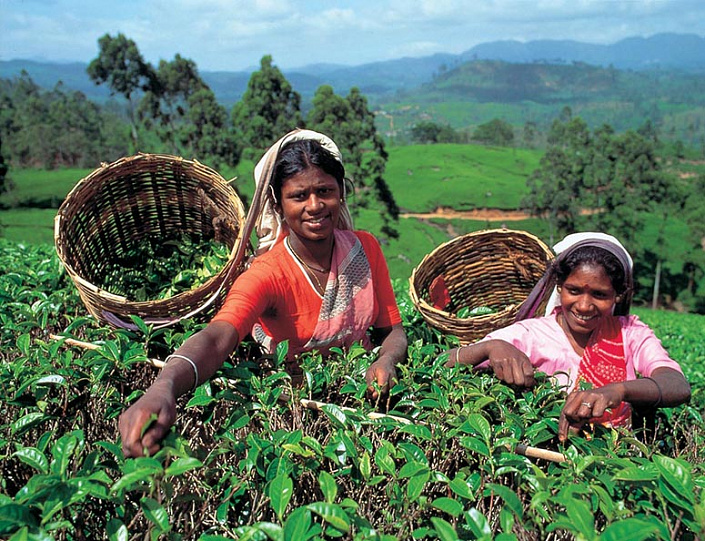 Шри-Ланка, сбор чая