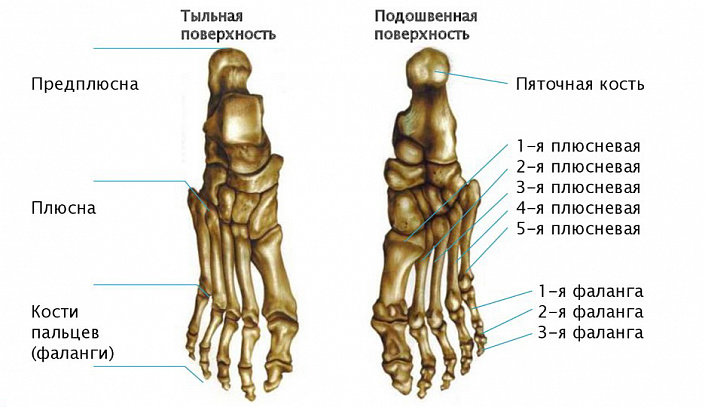 Кость Ноги Человека Фото